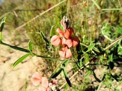 Indigofera candicans