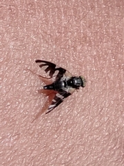 Sphaeniscus