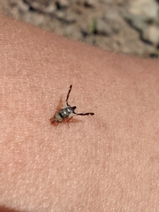 Sphaeniscus