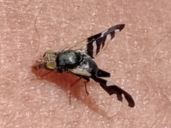 Sphaeniscus