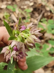 Epipactis helleborine image