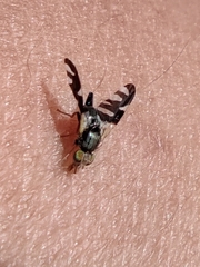 Sphaeniscus