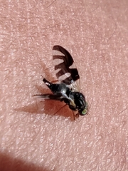 Sphaeniscus