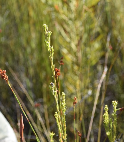 Image of Leucadendron ericifolium by (c) Justin Ponder, some rights reserved (CC BY)