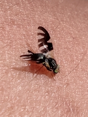 Sphaeniscus