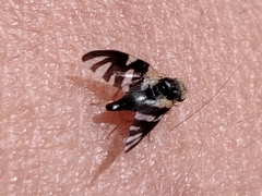 Sphaeniscus