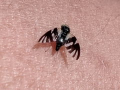 Sphaeniscus