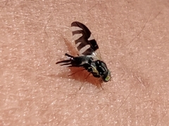 Sphaeniscus