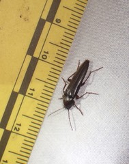 Melandryidae