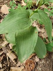 Epipactis helleborine subsp. helleborine image