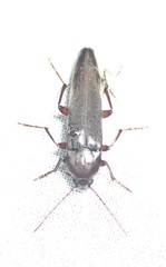 Melandryidae