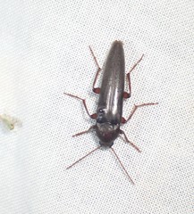 Melandryidae