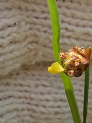 Xyris formosana