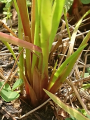 Xyris formosana