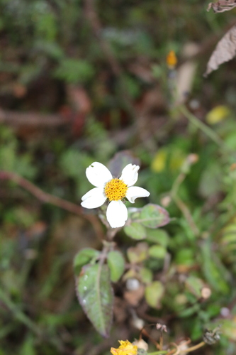 Bidens pilosa image