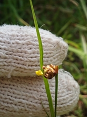 Xyris formosana