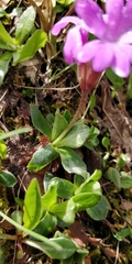 Auricula