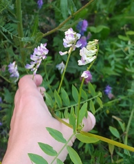 Vicia biennis