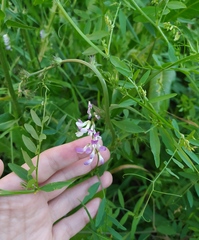Vicia biennis