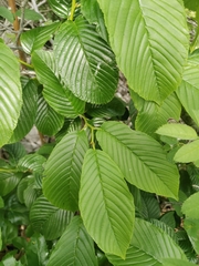 Rhamnus fallax
