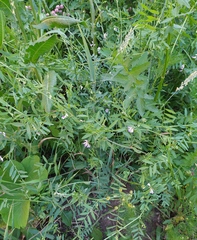 Vicia biennis