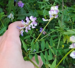 Vicia biennis
