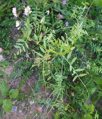 Vicia biennis