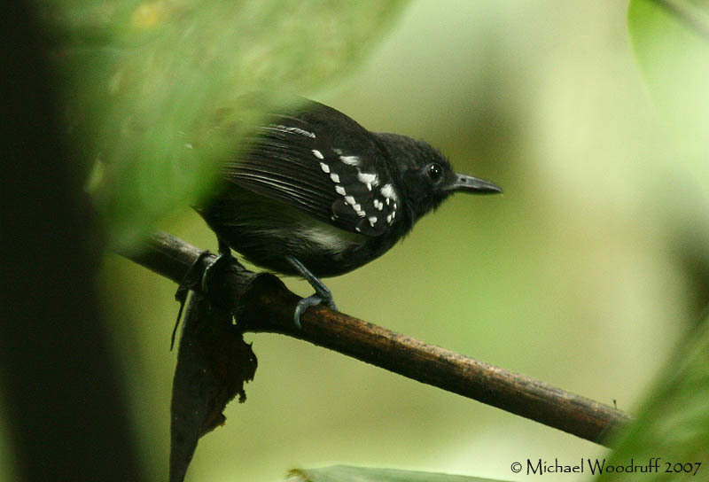 White-flanked Antwren