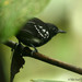 White-flanked Antwren - Photo (c) Michael Woodruff, some rights reserved (CC BY-SA)