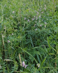 Vicia biennis