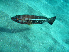 Serranus atricauda