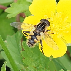 Mesembrius peregrinus