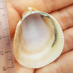 Laevicardium oblongum