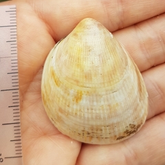 Laevicardium oblongum