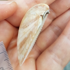 Laevicardium oblongum