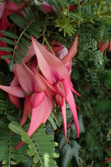 Clianthus puniceus