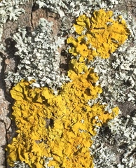 Xanthoria parietina