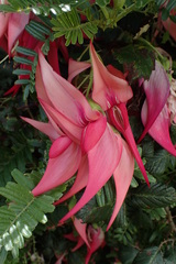Clianthus puniceus