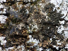 Staurolemma omphalarioides