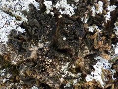 Staurolemma omphalarioides
