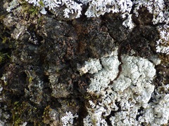 Staurolemma omphalarioides