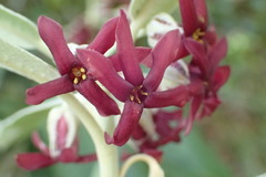 Pittosporum ralphii