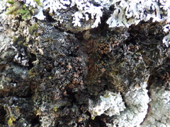 Staurolemma omphalarioides