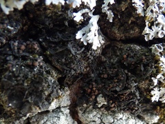 Staurolemma omphalarioides