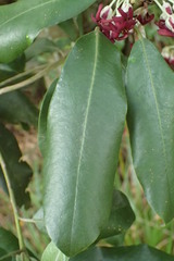Pittosporum ralphii