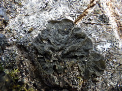 Staurolemma omphalarioides