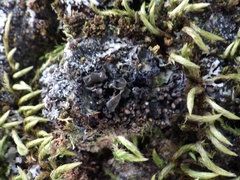 Staurolemma omphalarioides