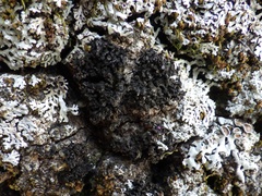 Staurolemma omphalarioides