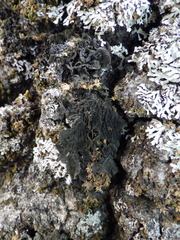 Staurolemma omphalarioides