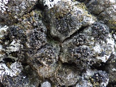 Staurolemma omphalarioides
